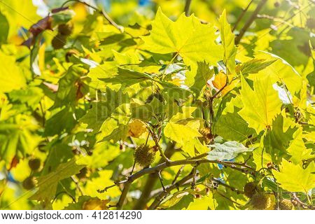 Green Leaves And Young Futis Of Pltatanus Oreintalis Tree In Sunset Light. Platanus Orientalis, The 