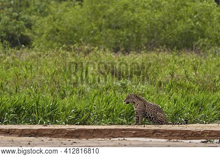 Jaguar, Panthera Onca, Is A Large Felid Species And The Only Extant Member Of The Genus Panthera Nat