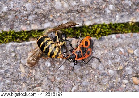 Vespula Germanica, European Wasp, German Wasp, Or German Yellowjacket Is Feeding On Pyrrhocoris Apte