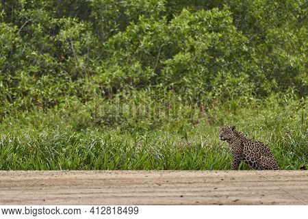 Jaguar, Panthera Onca, Is A Large Felid Species And The Only Extant Member Of The Genus Panthera Nat