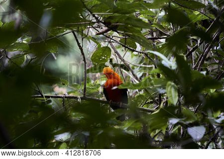 Male Andean Cock Of The Rock, Rupicola Peruvianus, Also Tunki, Is A Large Passerine Bird Of The Coti