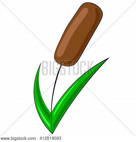 Single Element Reed. Draw Illustration In Colors