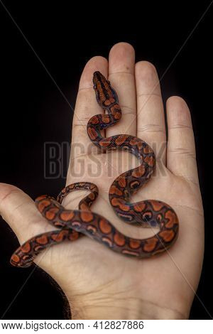 Epicrates Cenchria Is A Boa Species Endemic To Central And South America. Common Names Include The R