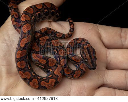 Epicrates Cenchria Is A Boa Species Endemic To Central And South America. Common Names Include The R