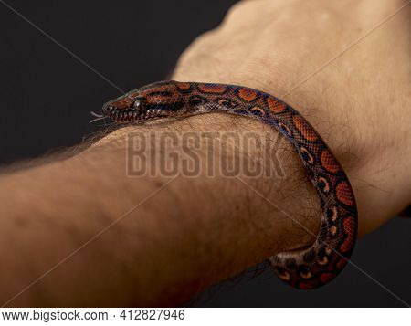 Epicrates Cenchria Is A Boa Species Endemic To Central And South America. Common Names Include The R