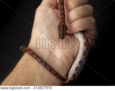 Epicrates Cenchria Is A Boa Species Endemic To Central And South America. Common Names Include The R