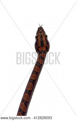 Epicrates Cenchria Is A Boa Species Endemic To Central And South America. Common Names Include The R
