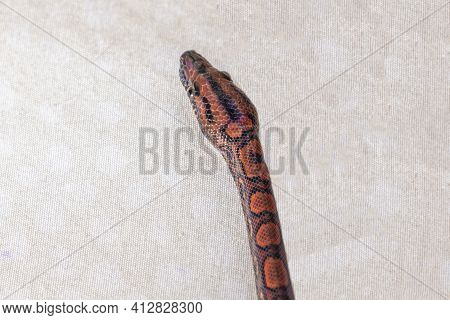 Epicrates Cenchria Is A Boa Species Endemic To Central And South America. Common Names Include The R