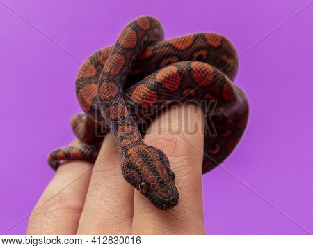 Epicrates Cenchria Is A Boa Species Endemic To Central And South America. Common Names Include The R