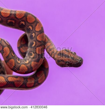 Epicrates Cenchria Is A Boa Species Endemic To Central And South America. Common Names Include The R