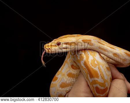 Gold Python, Reticulated Python (python Reticulatus)