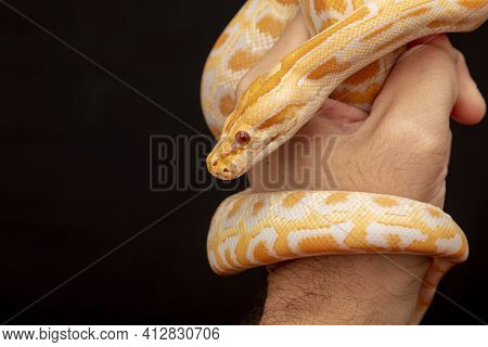 Gold Python, Reticulated Python (python Reticulatus)