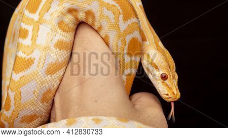 Gold Python, Reticulated Python (python Reticulatus)