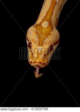 Gold Python, Reticulated Python (python Reticulatus)