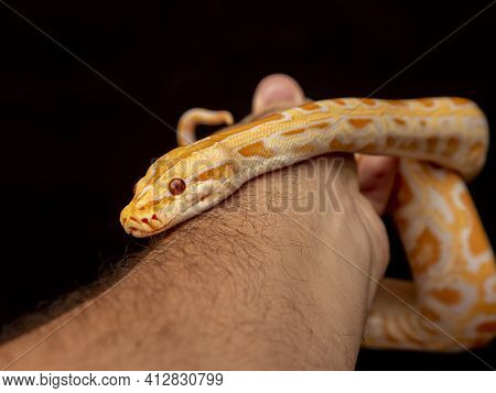 Gold Python, Reticulated Python (python Reticulatus)