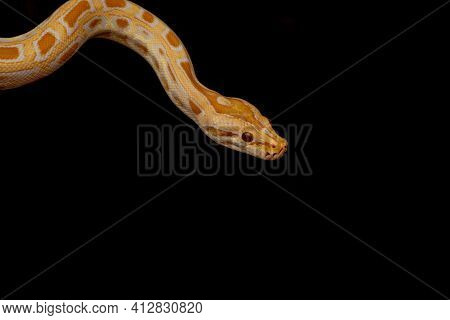 Gold Python, Reticulated Python (python Reticulatus)