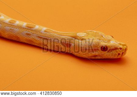 Gold Python, Reticulated Python (python Reticulatus), Pet Serpent