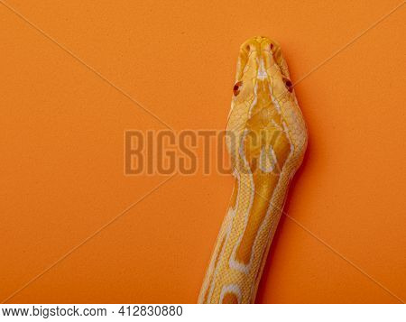 Gold Python, Reticulated Python (python Reticulatus)