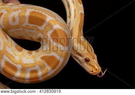 Gold Python, Reticulated Python (python Reticulatus)