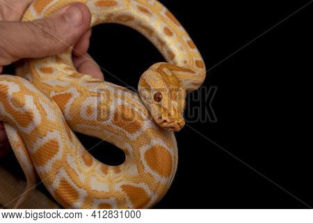 Gold Python, Reticulated Python (python Reticulatus)