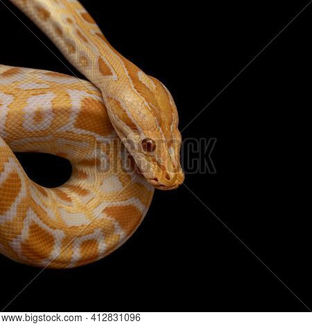 Gold Python, Reticulated Python (python Reticulatus), Pet Serpent