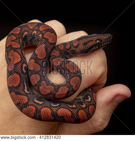 Epicrates Cenchria Is A Boa Species Endemic To Central And South America. Common Names Include The R