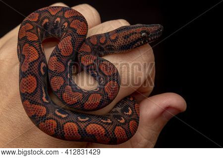 Epicrates Cenchria Is A Boa Species Endemic To Central And South America. Common Names Include The R