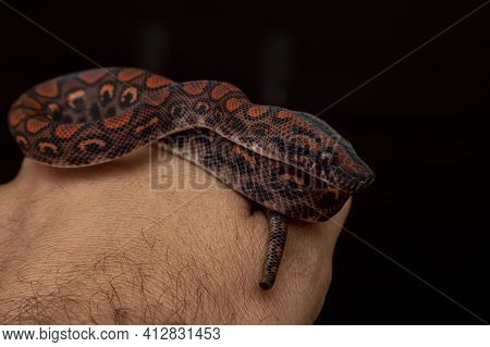 Epicrates Cenchria Is A Boa Species Endemic To Central And South America. Common Names Include The R