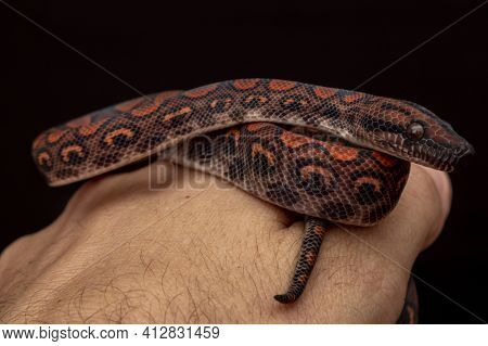 Epicrates Cenchria Is A Boa Species Endemic To Central And South America. Common Names Include The R