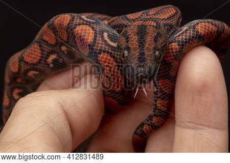 Epicrates Cenchria Is A Boa Species Endemic To Central And South America. Common Names Include The R