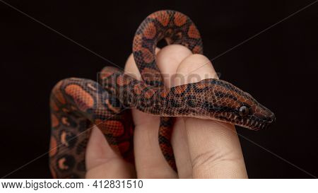 Epicrates Cenchria Is A Boa Species Endemic To Central And South America. Common Names Include The R