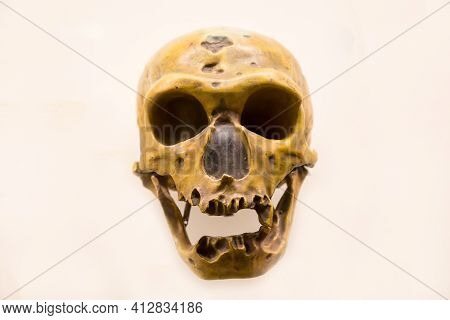 The Skull Of A Neanderthal With A Lower Jaw (latin: Homo Neanderthalensis) Is Isolated On A White Ba