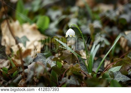 Spring Snowflake Flowering Blossom Leucojum Vernum In The Wood