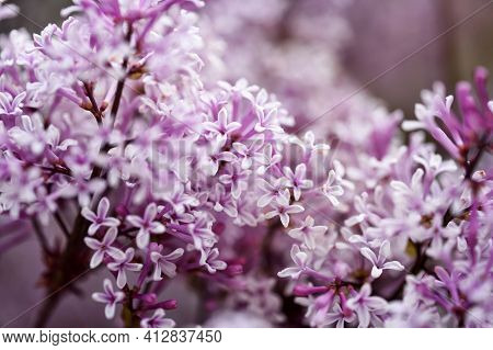 Common Lilac Blossom Beautiful Purple Tone Flowers
