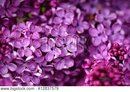 Dark Purple Common Lilac Blossom Beautiful Flowers