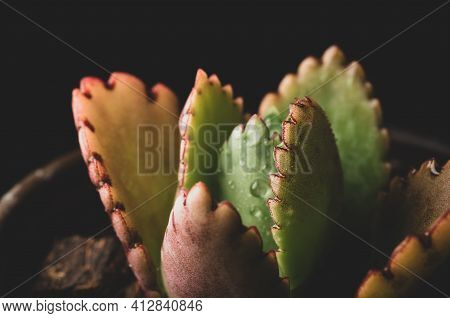 Macro Close Up Portrait Of Kalanchoe Fedtschenkoi
