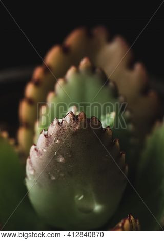Macro Close Up Portrait Of Kalanchoe Fedtschenkoi