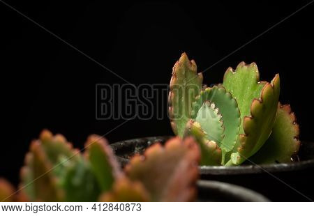Macro Close Up Portrait Of Kalanchoe Fedtschenkoi