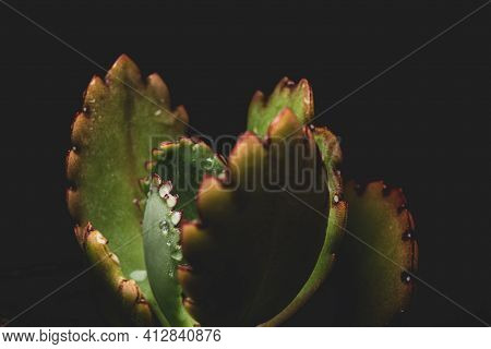 Macro Close Up Portrait Of Kalanchoe Fedtschenkoi