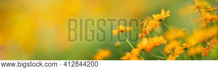 Closeup Of Orange Cosmos Flower On Blurred Gereen Background Under Sunlight With Copy Space Using As