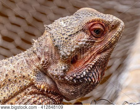 Close Up In A Bearded Dragon (pogona Sp)