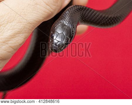 The Mexican Black Kingsnake (lampropeltis Getula Nigrita) Is Part Of The Larger Colubrid Family Of S