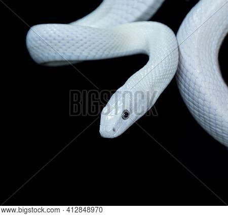 The Texas Rat Snake (elaphe Obsoleta Lindheimeri ) Is A Subspecies Of Rat Snake, A Nonvenomous Colub