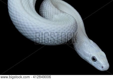 The Texas Rat Snake (elaphe Obsoleta Lindheimeri ) Is A Subspecies Of Rat Snake, A Nonvenomous Colub
