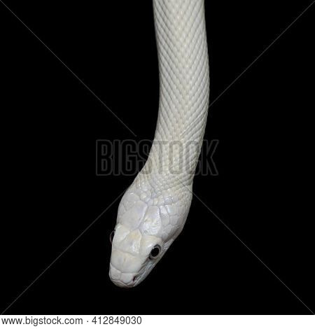 The Texas Rat Snake (elaphe Obsoleta Lindheimeri ) Is A Subspecies Of Rat Snake, A Nonvenomous Colub