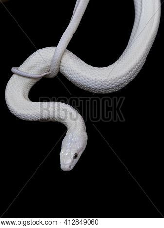 The Texas Rat Snake (elaphe Obsoleta Lindheimeri ) Is A Subspecies Of Rat Snake, A Nonvenomous Colub