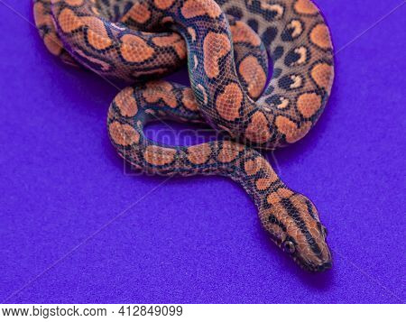 Epicrates Cenchria Is A Boa Species Endemic To Central And South America. Common Names Include The R