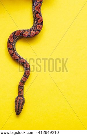 Epicrates Cenchria Is A Boa Species Endemic To Central And South America. Common Names Include The R