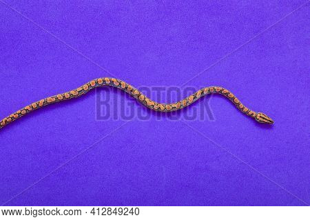 Epicrates Cenchria Is A Boa Species Endemic To Central And South America. Common Names Include The R