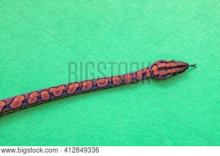 Epicrates Cenchria Is A Boa Species Endemic To Central And South America. Common Names Include The R